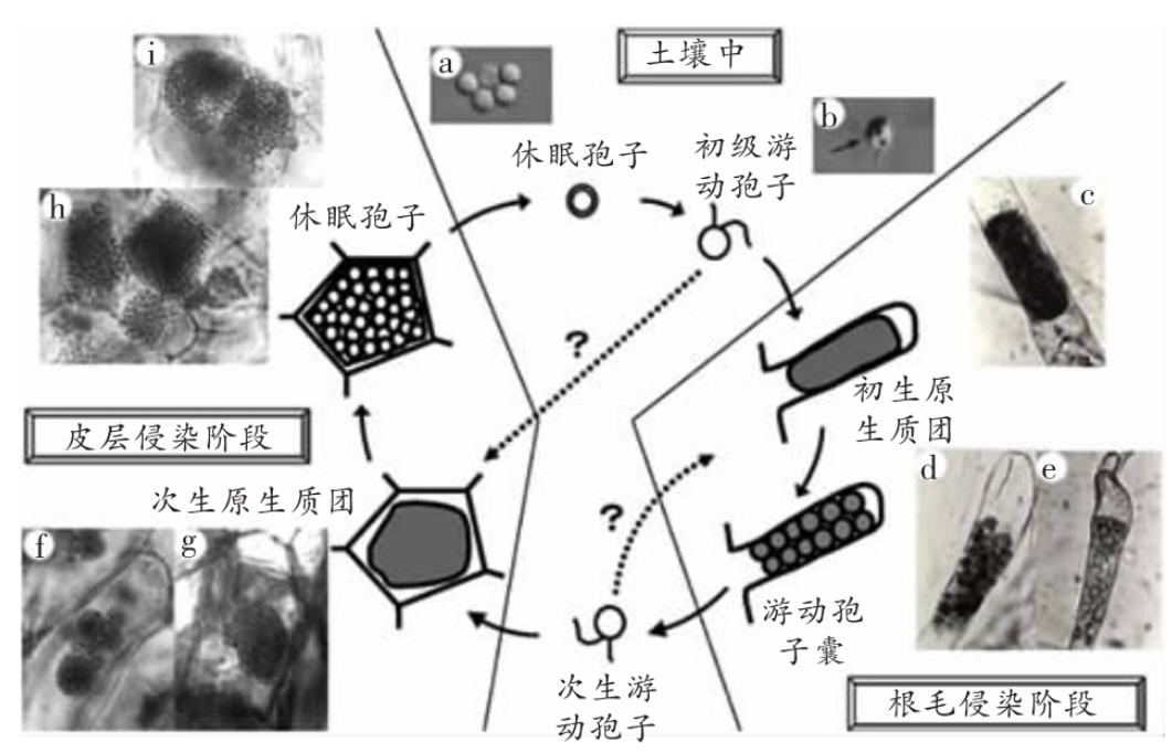  p>甘蓝根肿病是由芸薹根肿菌引起的,发生在 a target="_blank" href=