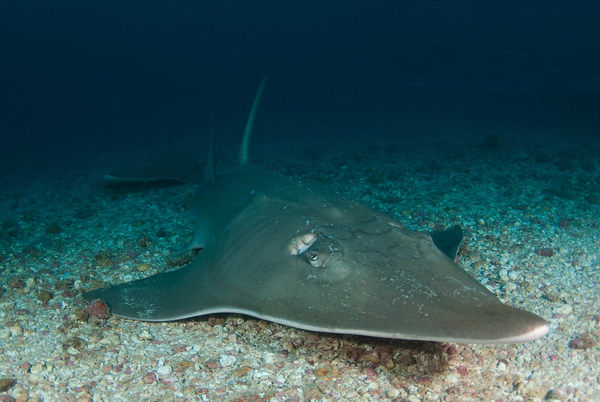  p>及达尖犁头鳐(学名: i> /i> i>rhynchobatus djiddensis /i>)是尖