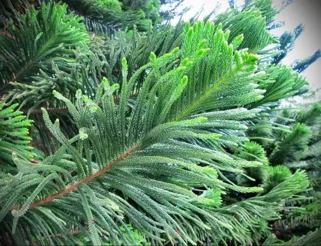 gnvjja3nx7">南洋松属于高常绿乔木,有很多种,如智利松,英杉,南洋杉等