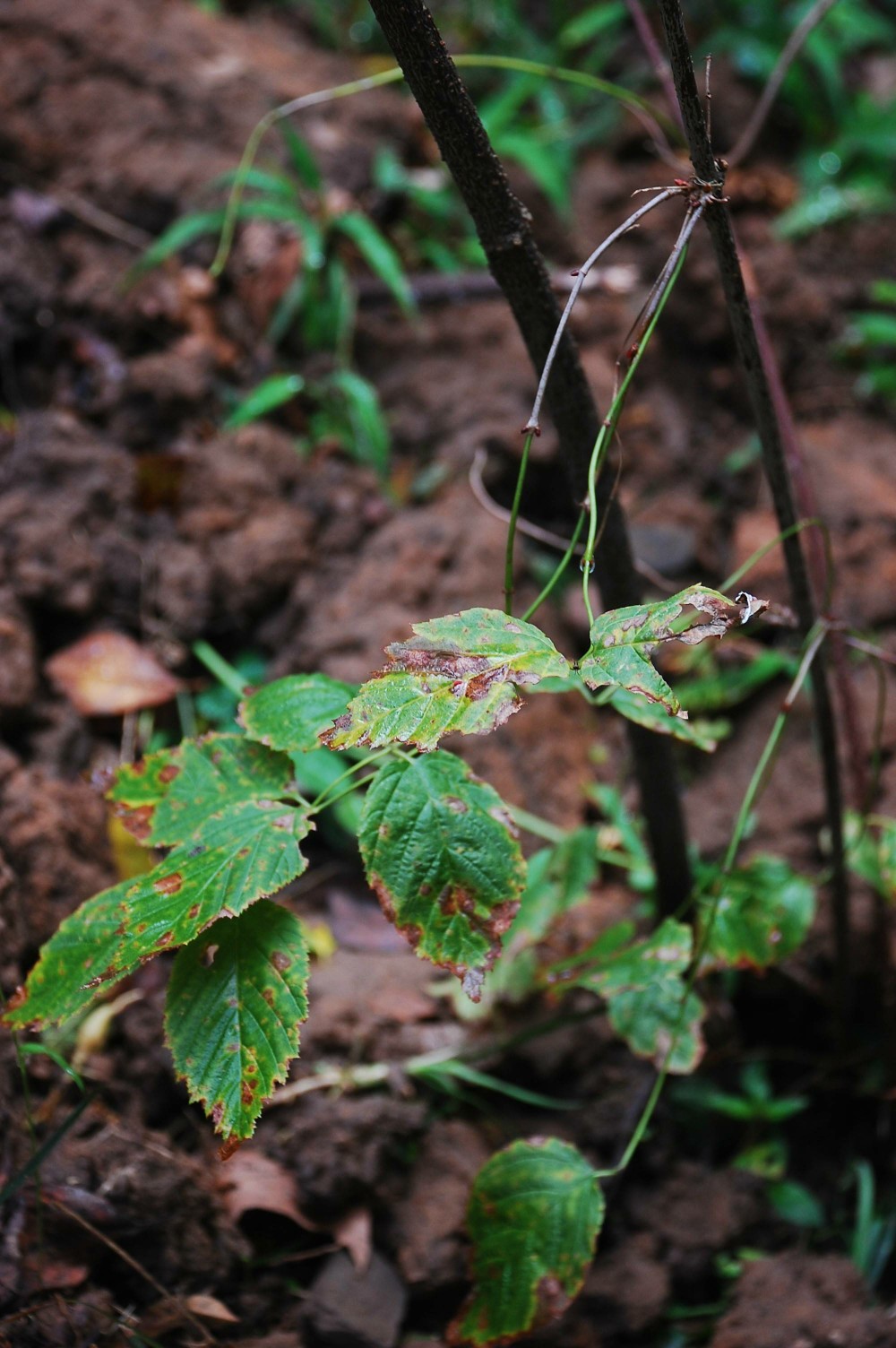  p>鸡麻属(学名:rhodotypos sieb. et zucc.