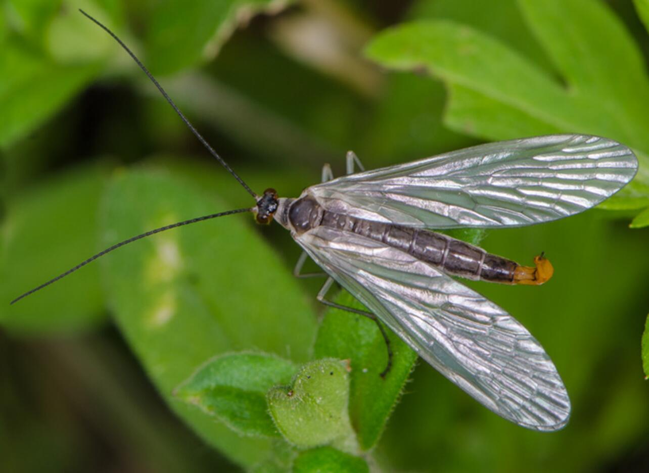 拜尔斯单角蝎蛉