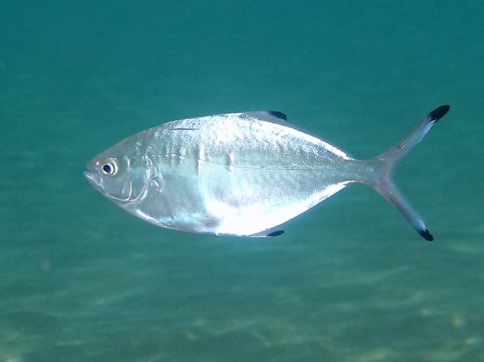  p>卵形鲳鲹(学名: i>trachinotus ovatus /i>)是鲹科,鲳鲹属鱼类.