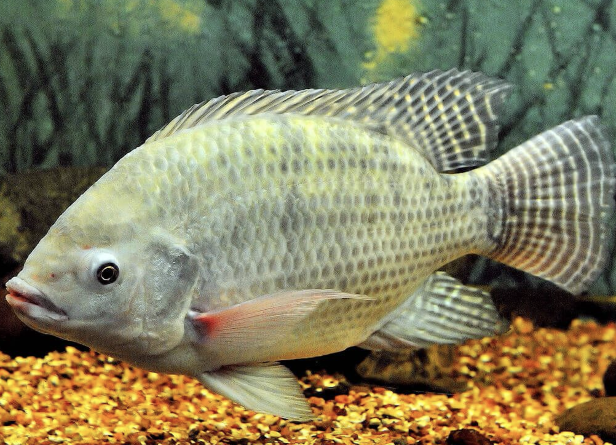 莫桑比克罗非鱼