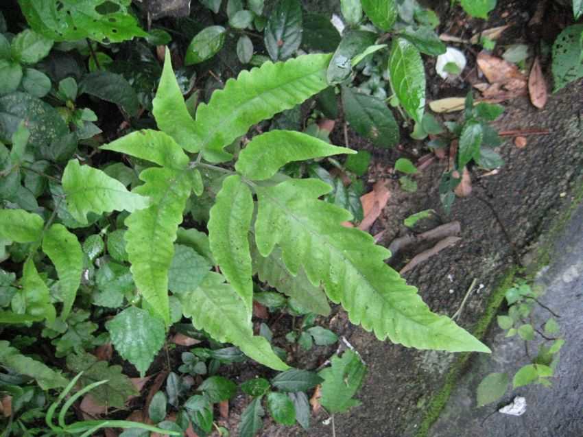  p>三叉蕨(拉丁学名: i>tectaria subtriphylla  /i>(hook. et arn.