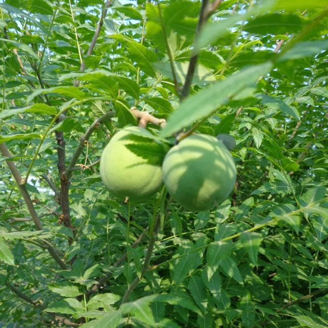 >xanthoceras sorbifolium /i> bunge),无患子科文冠果属的落叶小乔木