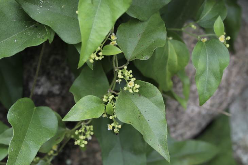  p data-id="tzwbquft9ent">木防己( i>cocculus orbiculatus /i> (l.