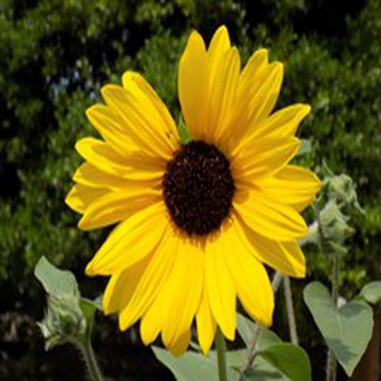 Helianthus SUNFINITY YELLOW DARK CENTER_百度百科