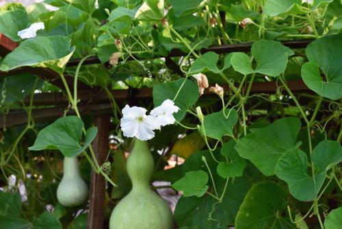  p data-id="go0fh2xfzj">葫芦藤,一种 a tar