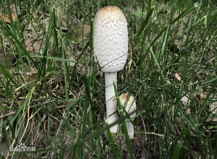  p>毛头鬼伞(学名: i>coprinus comatus /i>)是鬼伞科,鬼伞属 a