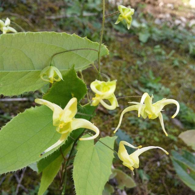 三枝九叶草(原变种)