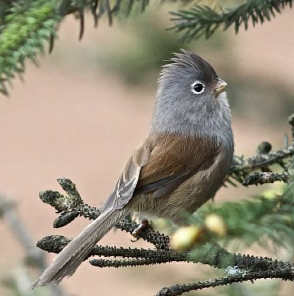  p>暗色鸦雀(学名: i>sinosuthora zappeyi /i>)是莺科,鸦雀属小型