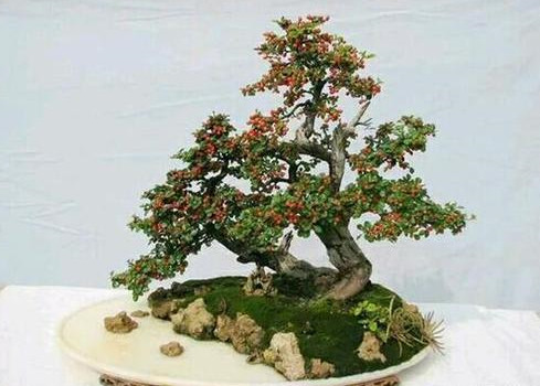 了解过平枝枸子盆景吗 分享平枝枸子盆景制作感悟心得 百科ta说