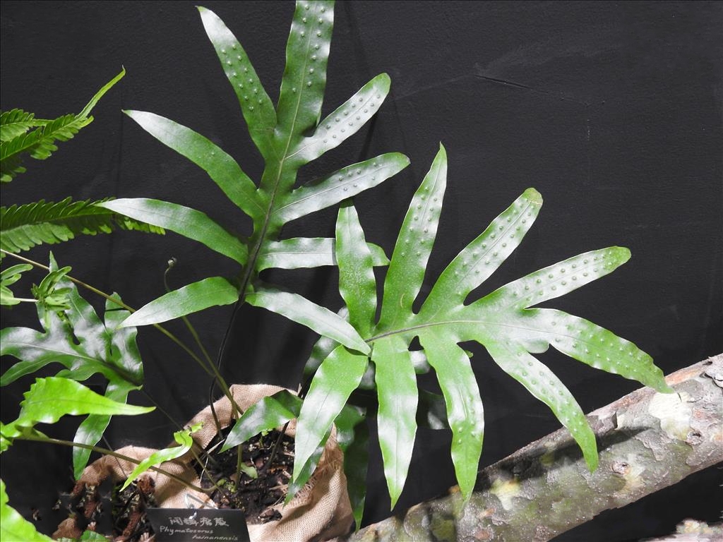 lu)是水龙骨科,瘤蕨属附生 a href="#" data-lemmaid="7638032">蕨类