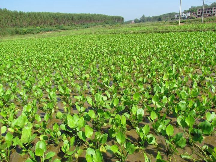 泽泻（泽泻科泽泻属植物）_百度百科
