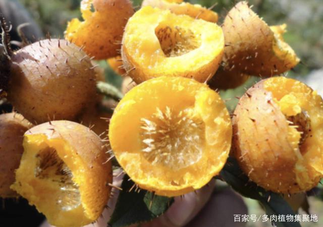 带刺的1种“野果”，果皮黄色，以往称它为“刺梨”，珍贵、少见_百科TA说