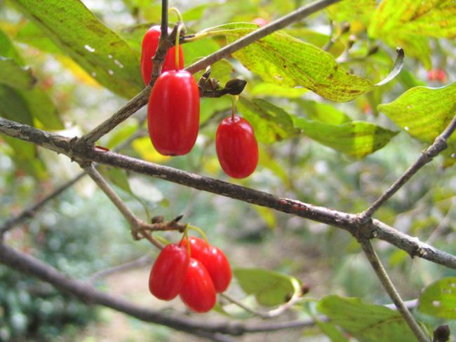  p>小果单室茱萸是山茱萸科单室茱萸属植物. /p>