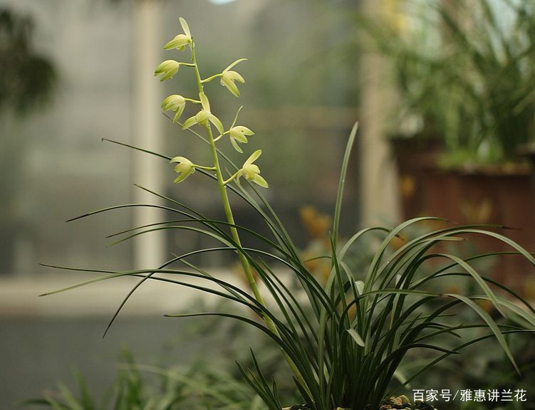 了解我国常见的国兰七大兰种的生长习性，更好的养护兰花_百科TA说