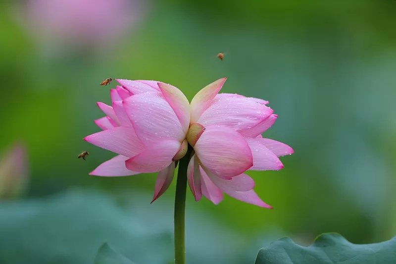 并蒂莲,睡莲科莲属多年生草本 a target="_blank" href="/item/植物