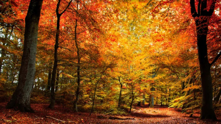 红桦树（桦木科桦木属植物）_百度百科