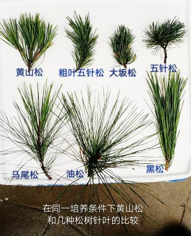 20年黄山松培养经验，松树特殊阶段不可向叶面喷水（1）_百科TA说