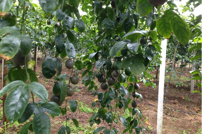 西番莲无性系1号