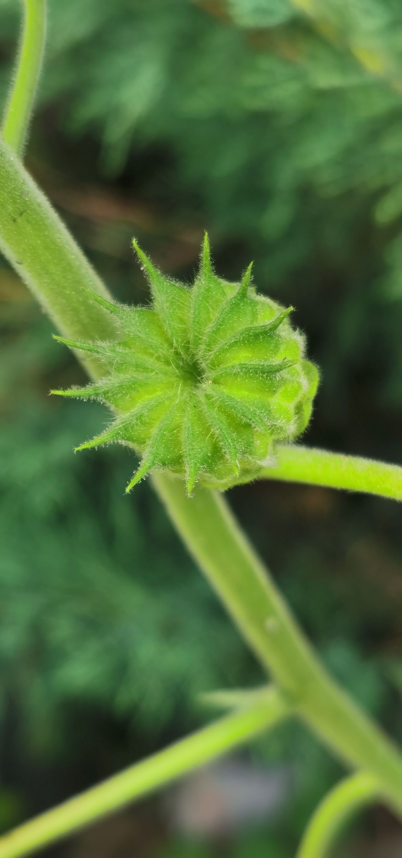 theophrasti /i> medicus)锦葵科苘麻属一年生亚灌木草本植物