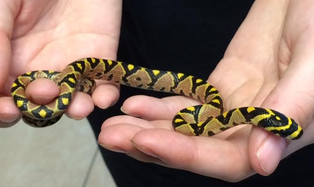  i>euprepiophis mandarinus /i>)是游蛇科,锦蛇属小型无毒蛇