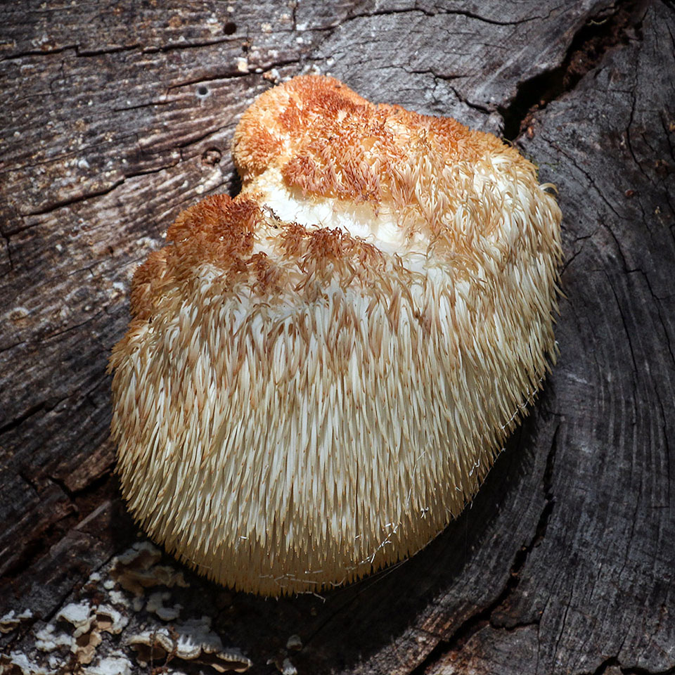 pers.)是齿菌科,猴头菇属真菌.