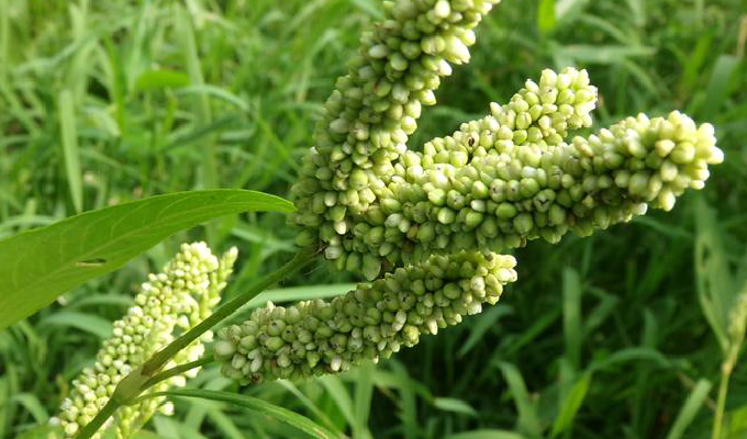 hara)是蓼科蓼属多年生草本植物.