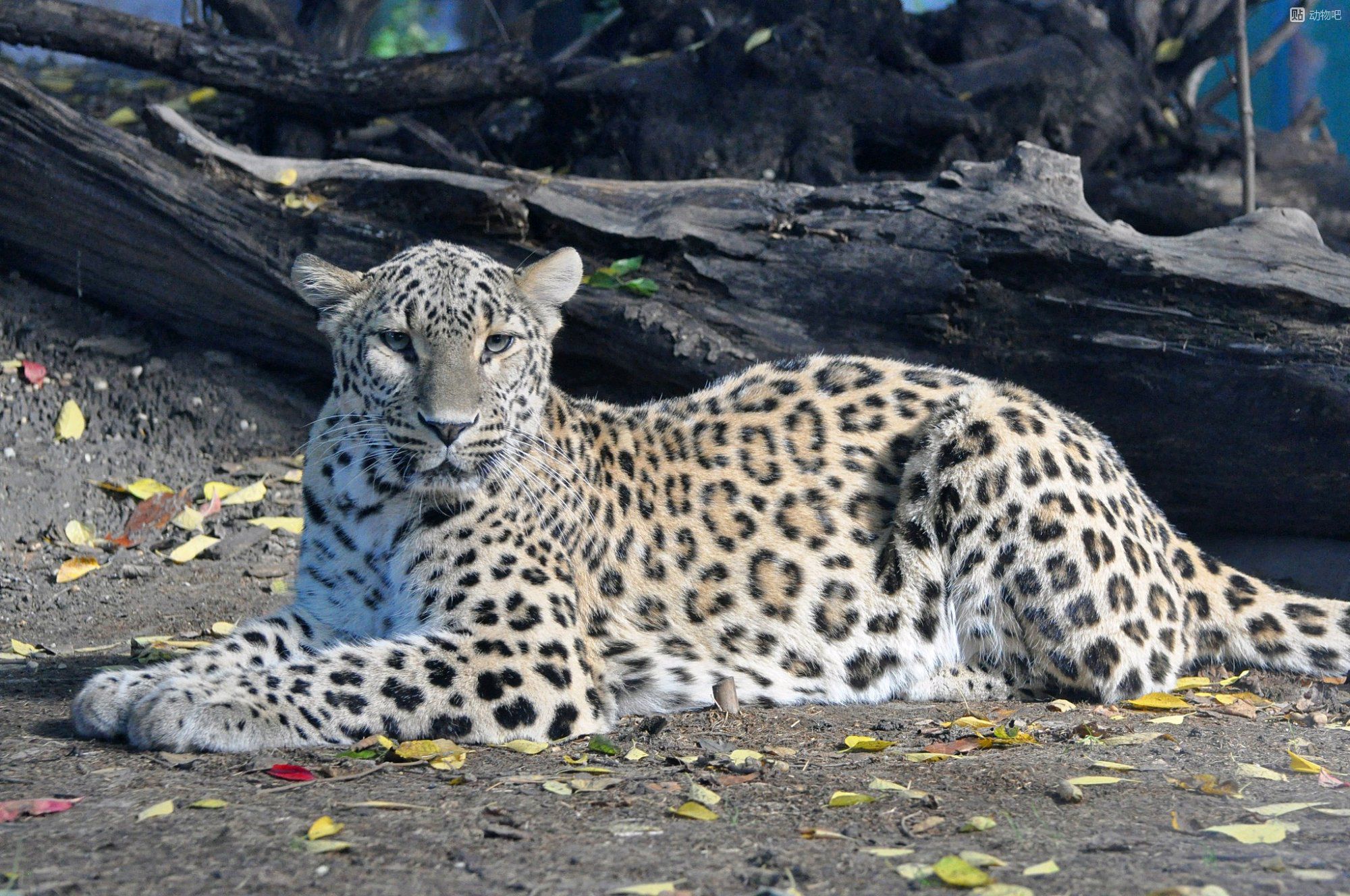  p>波斯豹(学名:panthera pardus saxicolor)是众多豹亚种中体形最大