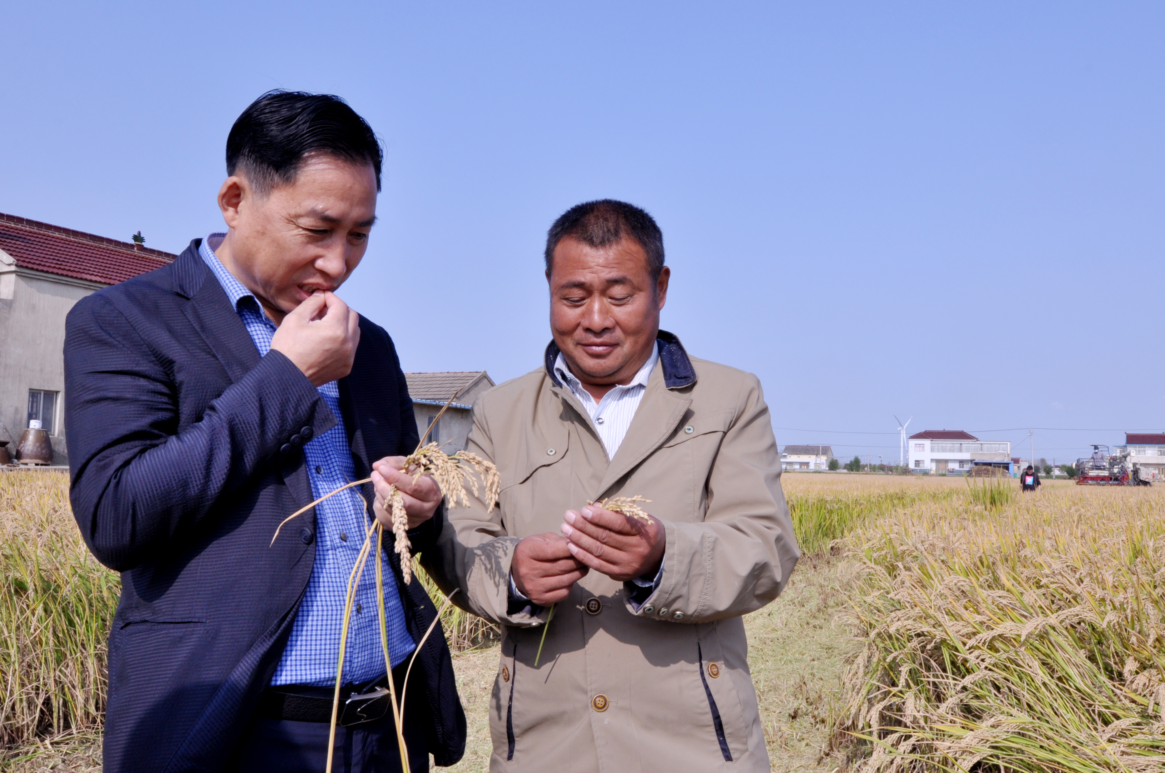 盐阜五星村富硒米