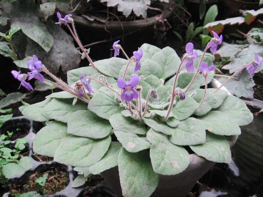 是苦苣苔科,石蝴蝶属多年生 a target="_blank" href="/item/草本