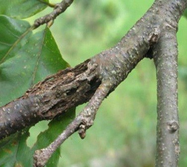  p>板栗疫病又称干枯病,胴枯病,溃疡病,是由栗疫菌侵染所引起的,发生