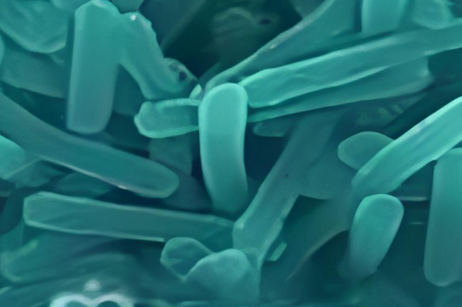 data-lemmaid="8650220">棒状杆菌 /a>,主要包括假白喉杆菌