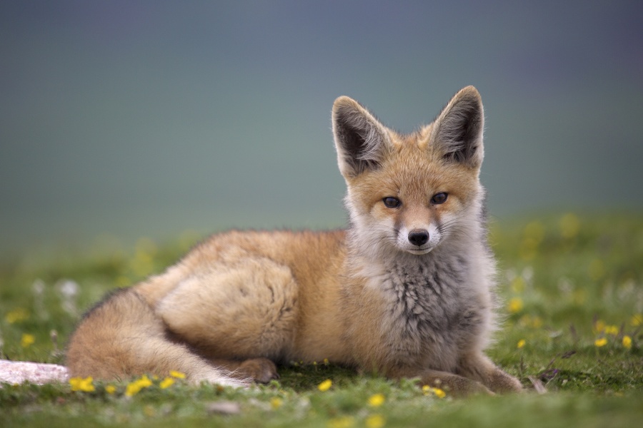 栖息于森林,灌丛,草原,荒漠,丘陵,山地,苔原等多种环境中的一种狐狸