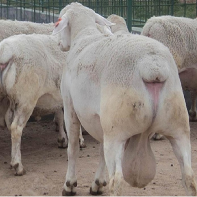 白头萨福克羊