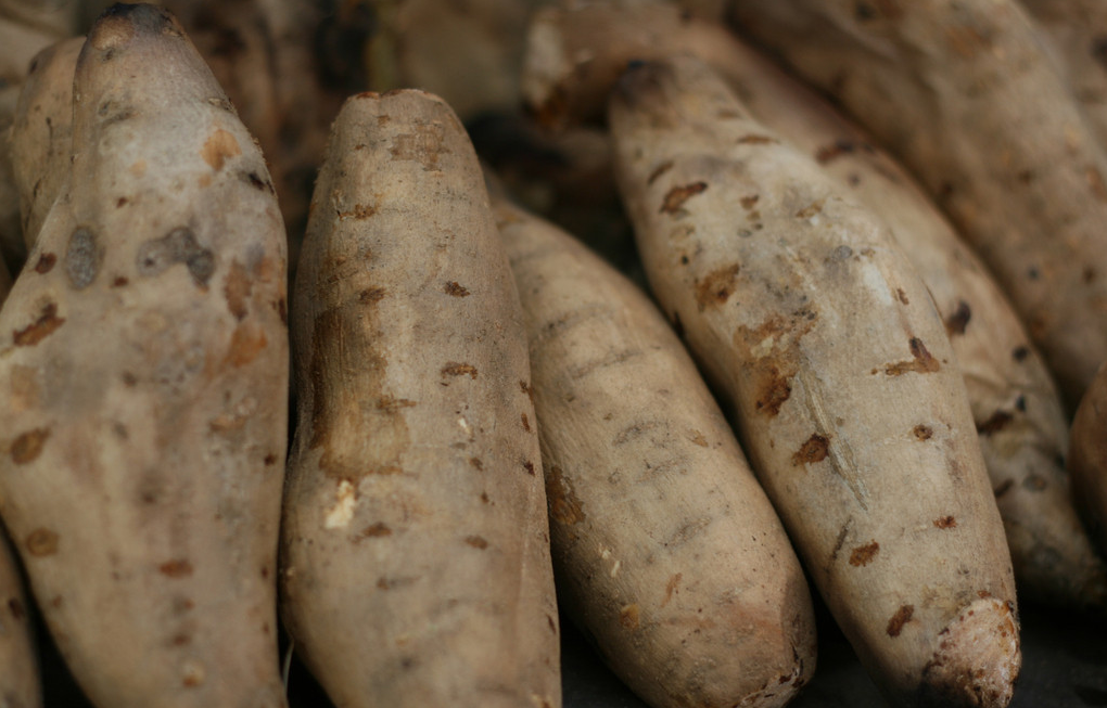 别称甘储,甘薯,朱薯,金薯,番茹,红山药,玉枕薯,山芋,地瓜,甜薯,红薯