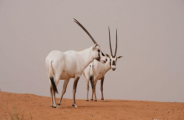 阿拉伯直角羚羊