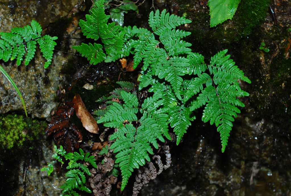  p data-id="tzr5uhdhhfxv">银粉背蕨(学名: i>aleuritopteris