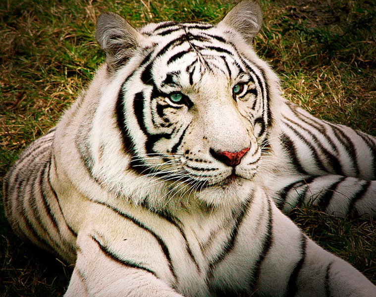 panthera tigris ssp.tigris (white)