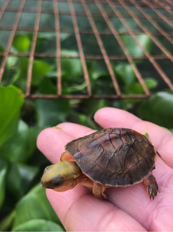  p data-id="go02dnvmwp">潘氏闭壳龟(学名: 