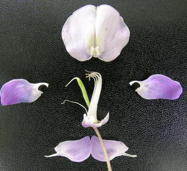 二體雄蕊 百度百科
