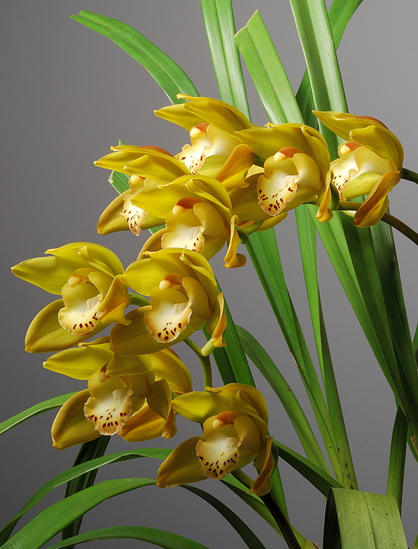  p>兰花(学名: i>cymbidium /i>  ssp.