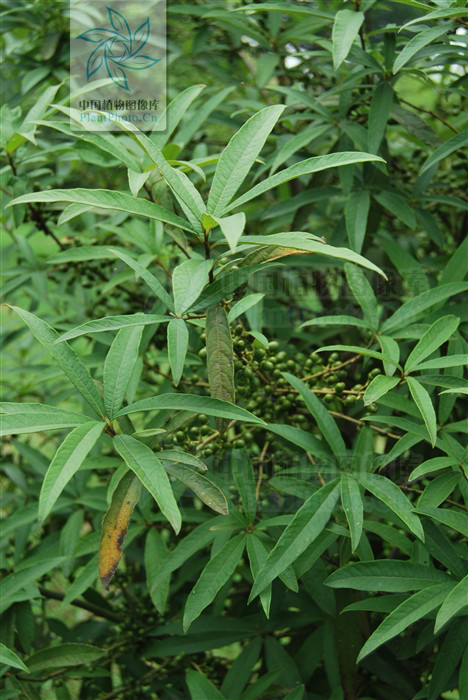 actinodaphne omeiensis (liou) c. k. allen