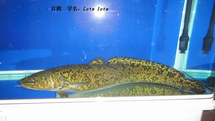  p>江鳕(lota lota)属 a target="_blank" href="/item/鳕形目