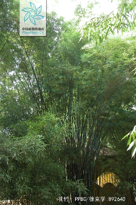  p>花竹(学名: i>bambusa albo-lineata /i> chia)是禾本科簕竹属植物