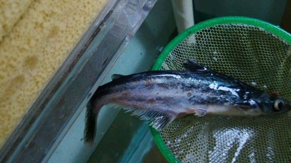  p>小蓝鲨, a target="_blank" href="/item/观赏鱼/1412447" data