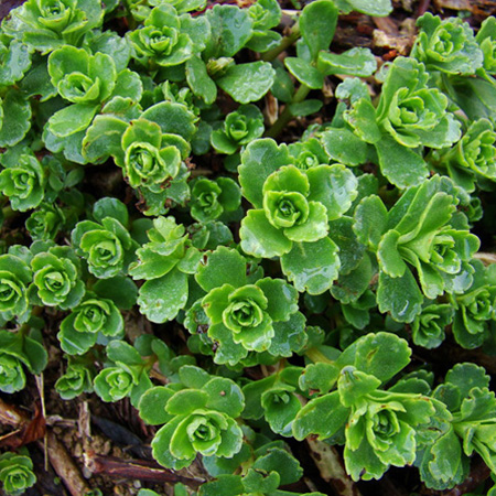  p>费菜( i>phedimus aizoon /i>)是景天科,景天属多年生 a target="