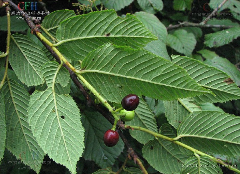  p>小乔木或灌木,高2—7米,多年生小枝紫褐色,有光泽,无毛,当年生小枝