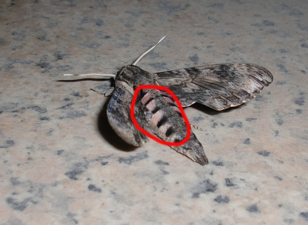  p>甘薯天蛾, i>agrius convolvuli /i>,为 a href="#" data-lemmaid=